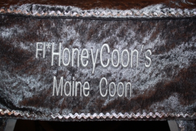 HoneyCoon_s_Maine_coon_Emilia_1.1.18_2.JPG
