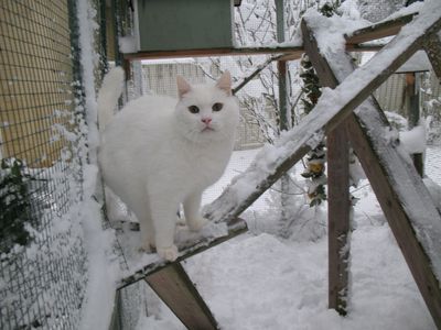our_old_snowball_in_november_2008.jpg